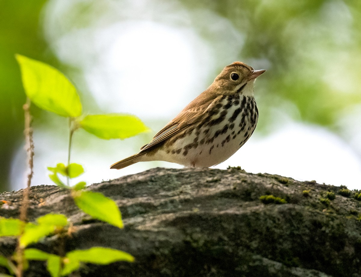 Ovenbird - ML618718589