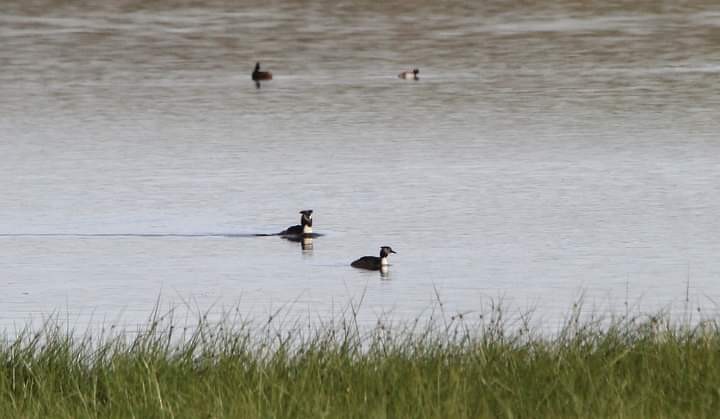 Svasso maggiore - ML618718599