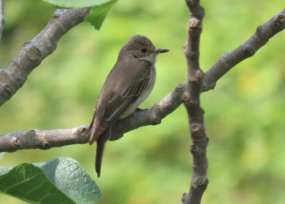 Spotted Flycatcher - ML618718606