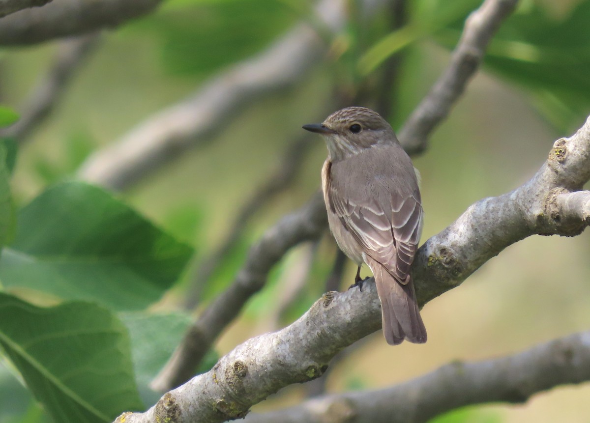 Spotted Flycatcher - ML618718607