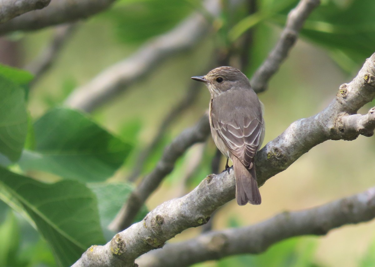 Spotted Flycatcher - ML618718608