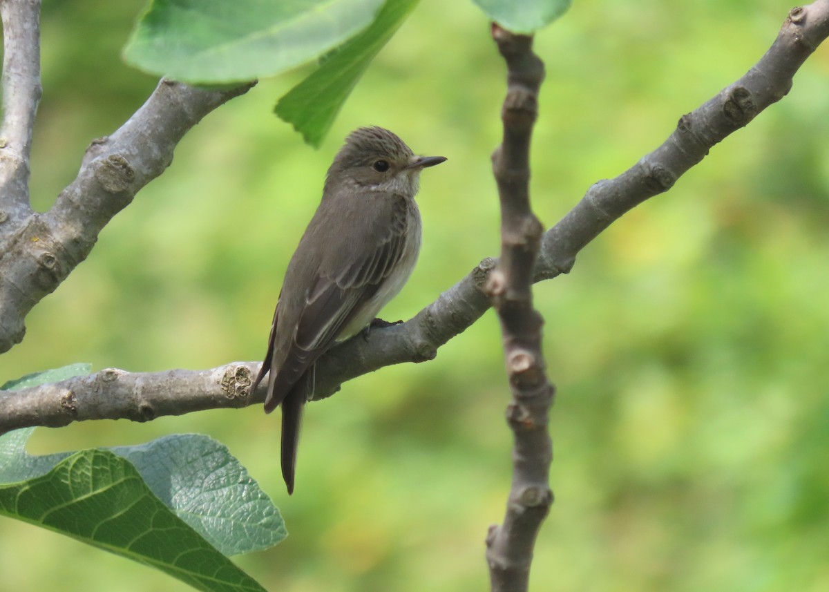 Spotted Flycatcher - ML618718609