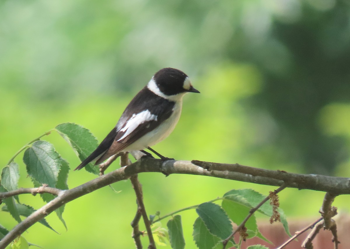 Collared Flycatcher - ML618718614