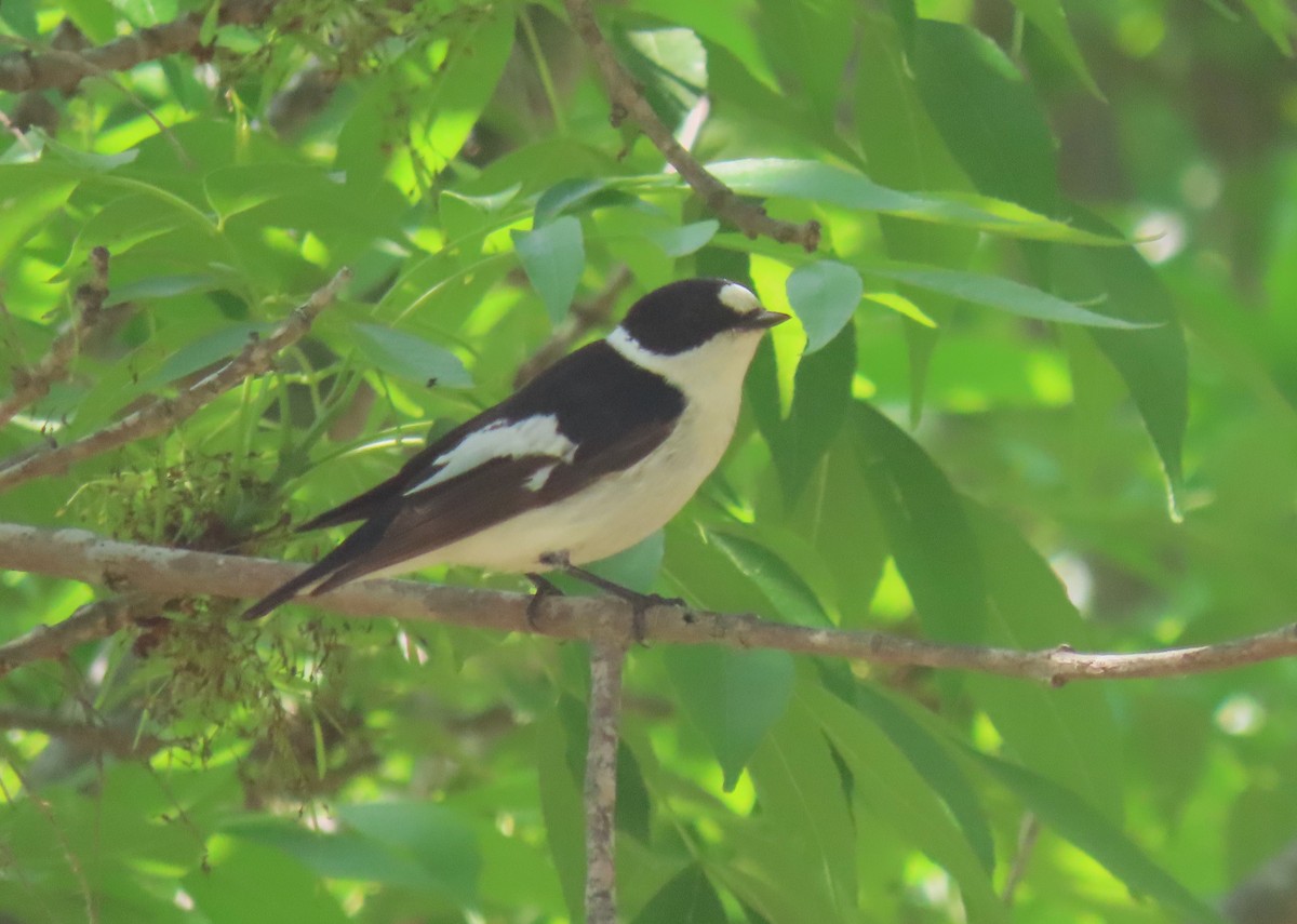 Collared Flycatcher - הלל נחמן