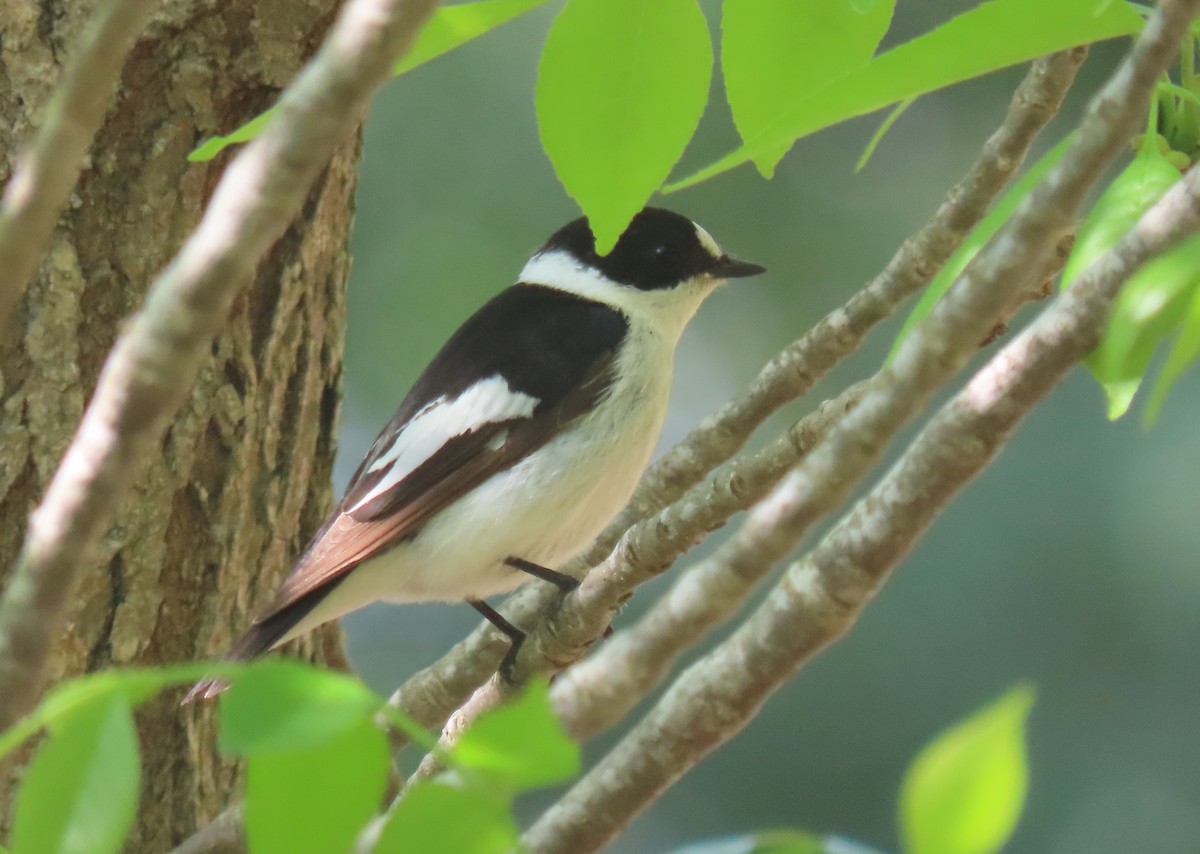 Collared Flycatcher - ML618718616