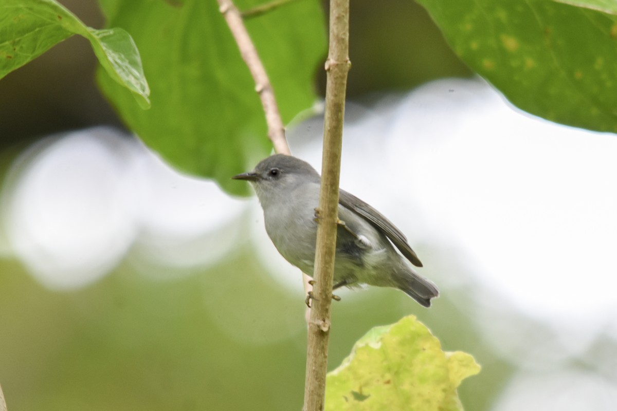 Kosrae White-eye - Rachael Kaiser