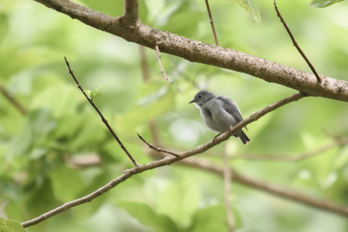 Kosrae White-eye - Rachael Kaiser