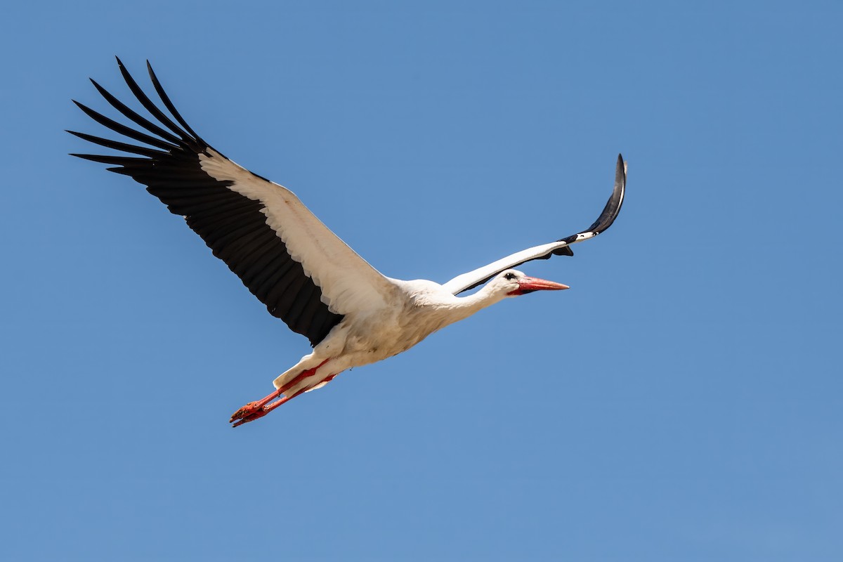 White Stork - ML618718653