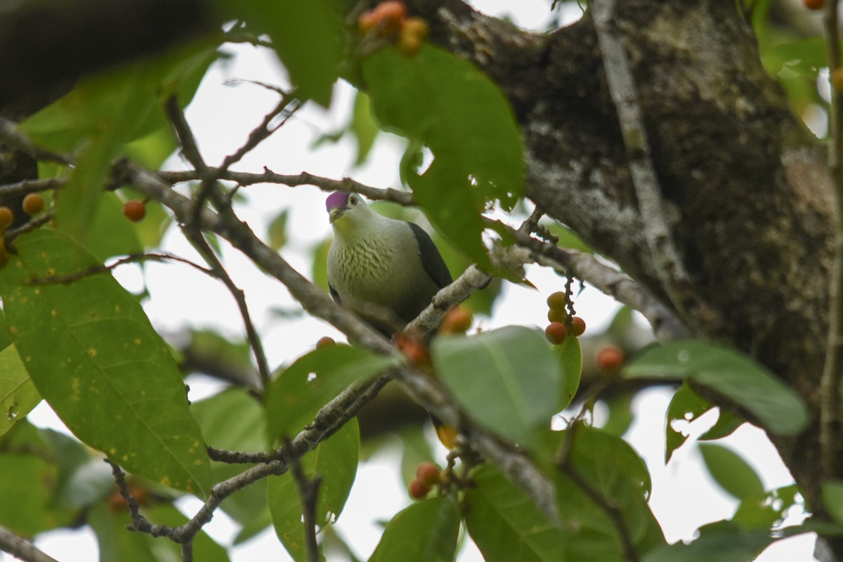 Kosrae Fruit-Dove - Rachael Kaiser