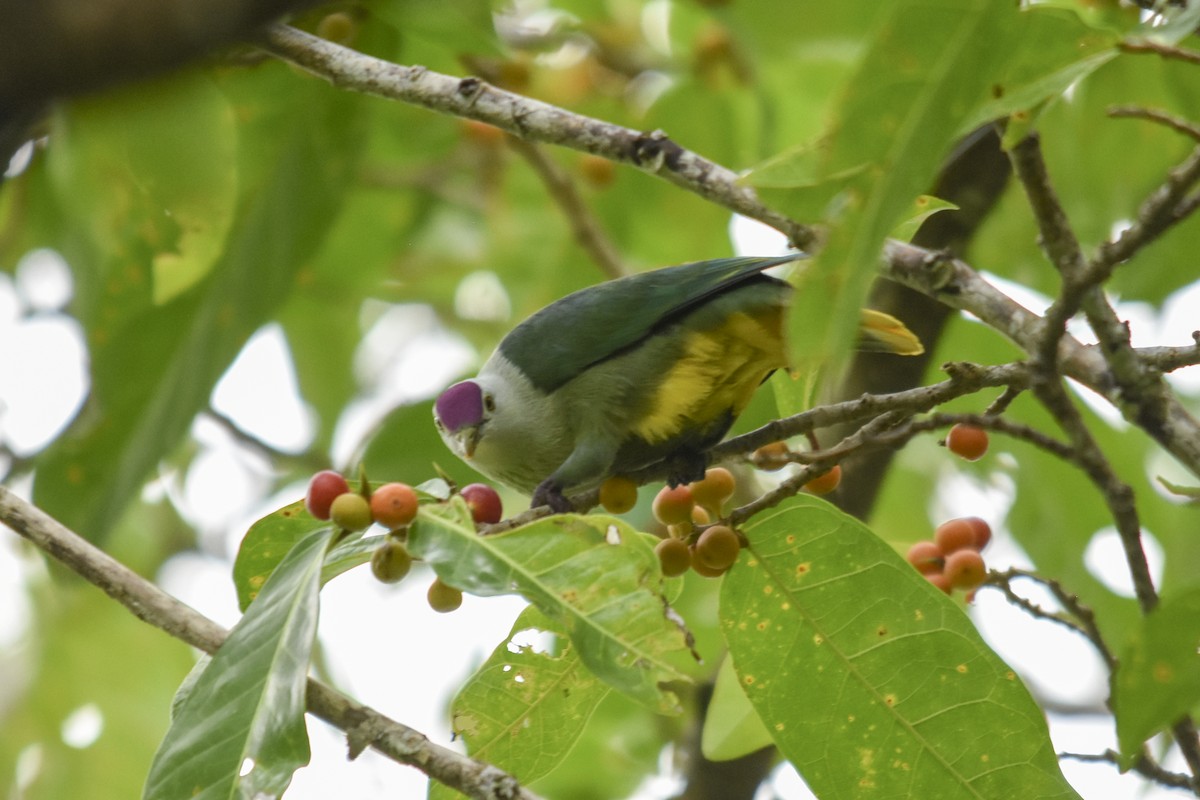 Kosrae Fruit-Dove - Rachael Kaiser