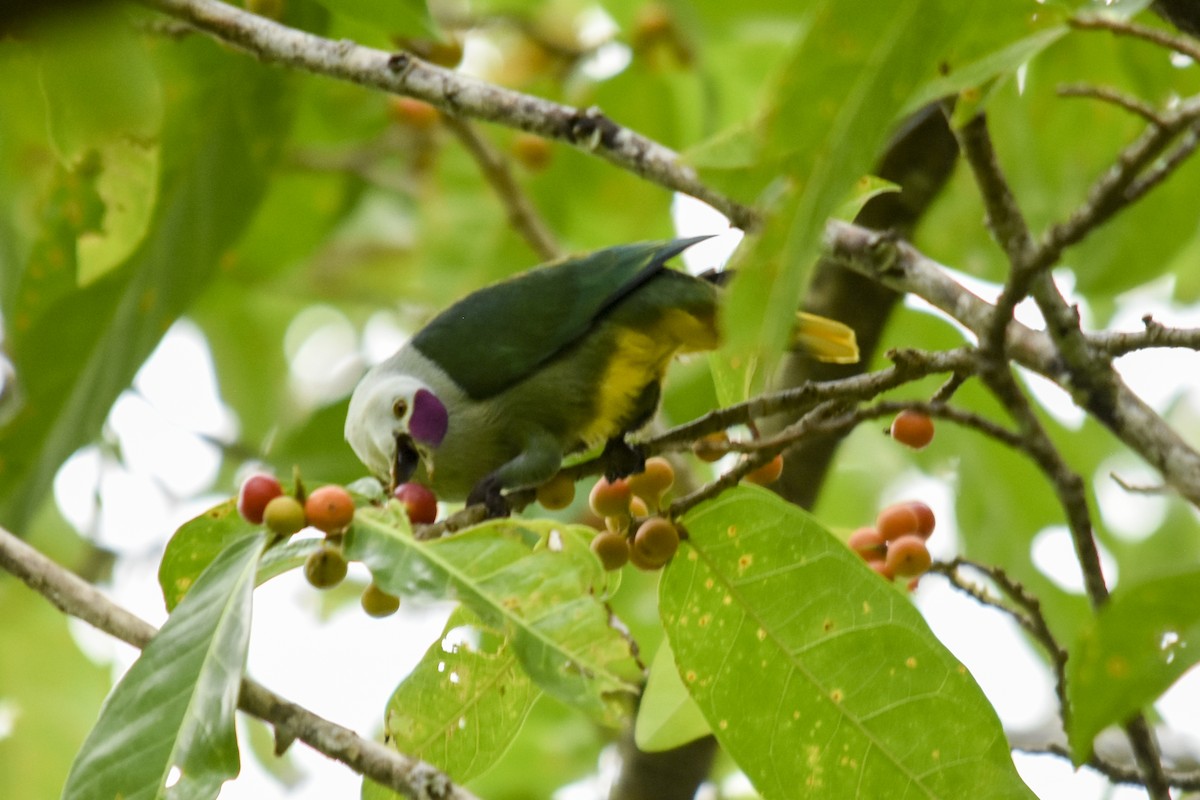 Kosrae Fruit-Dove - Rachael Kaiser