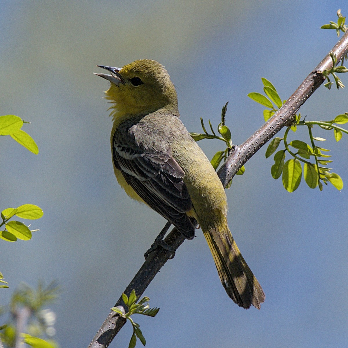 Orchard Oriole - ML618718677
