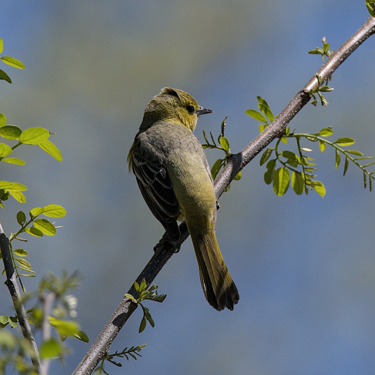 Orchard Oriole - ML618718679