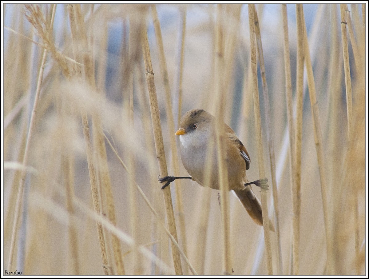 Bearded Reedling - ML618718722