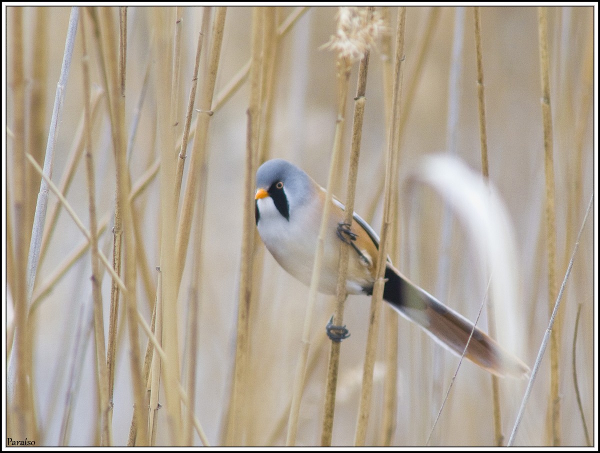 Bearded Reedling - ML618718723