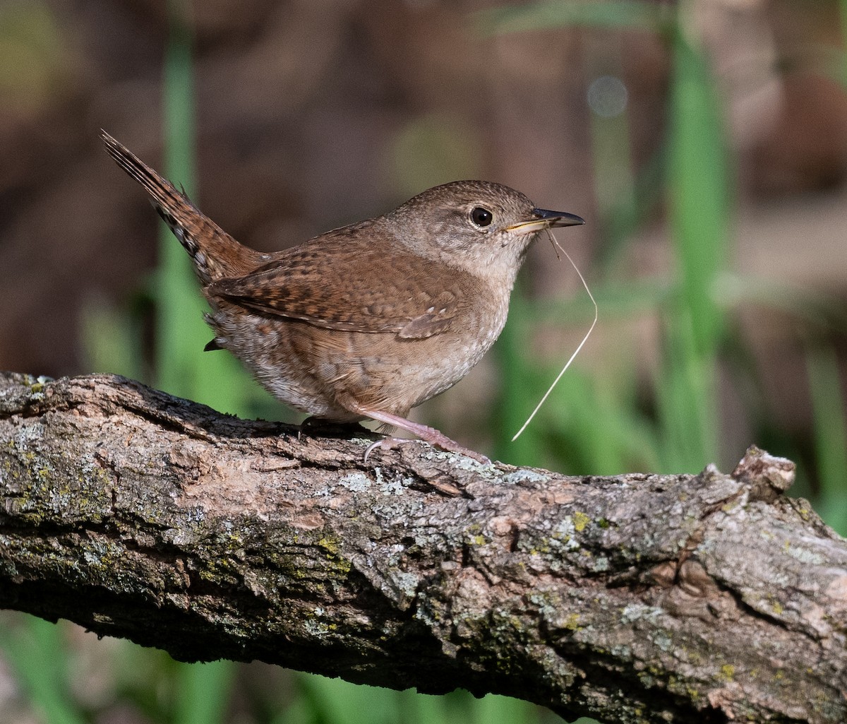 House Wren - ML618718729