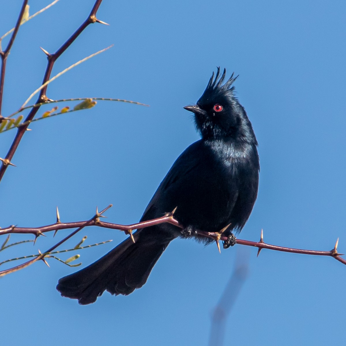 Capulinero Negro - ML618718730