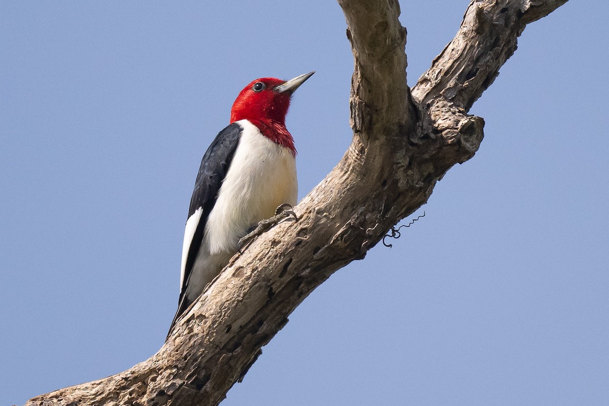 Red-headed Woodpecker - Nancy Larrabee