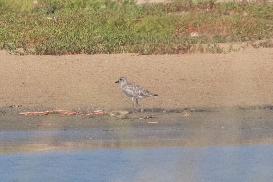 Black-bellied Plover - ML618718751