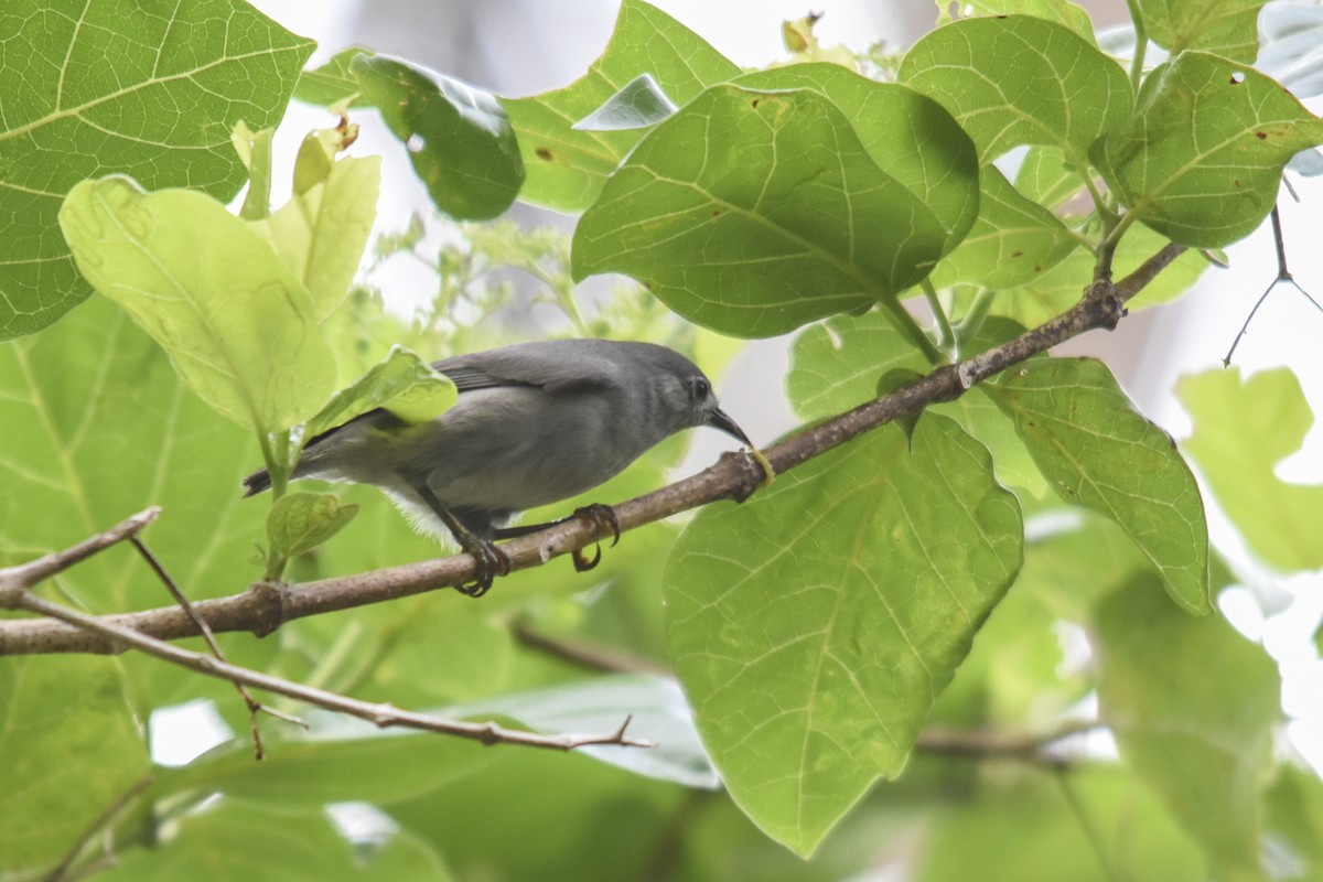 Kosrae White-eye - Rachael Kaiser