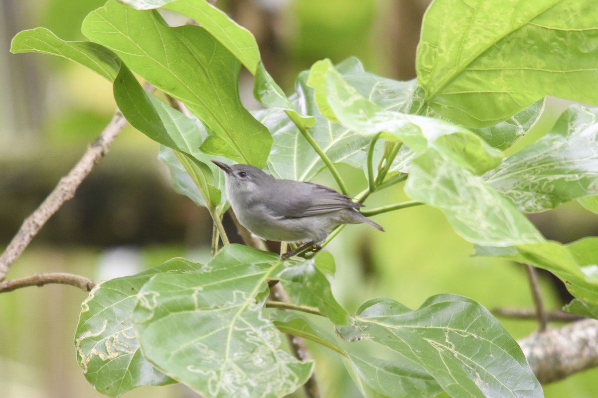 Kosrae White-eye - ML618718766