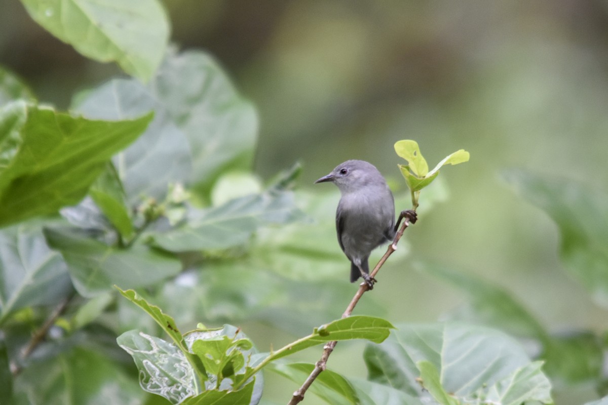 Kosrae White-eye - Rachael Kaiser