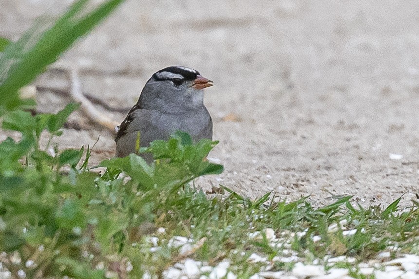 White-crowned Sparrow - ML618718773
