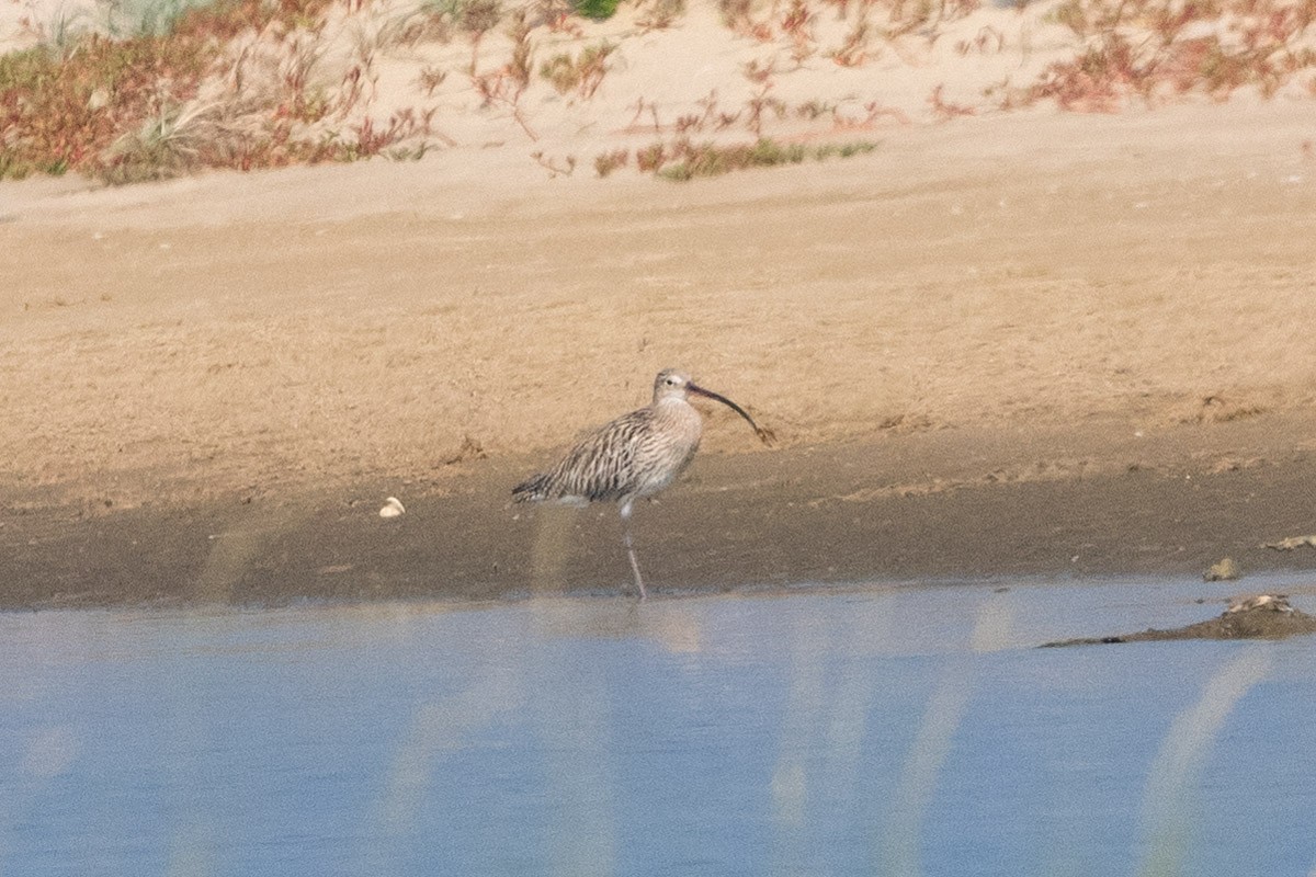 Eurasian Curlew - ML618718780