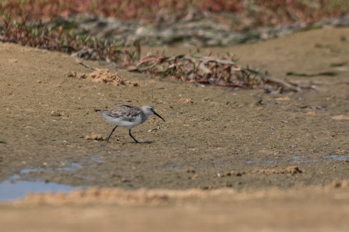 Curlew Sandpiper - ML618718789