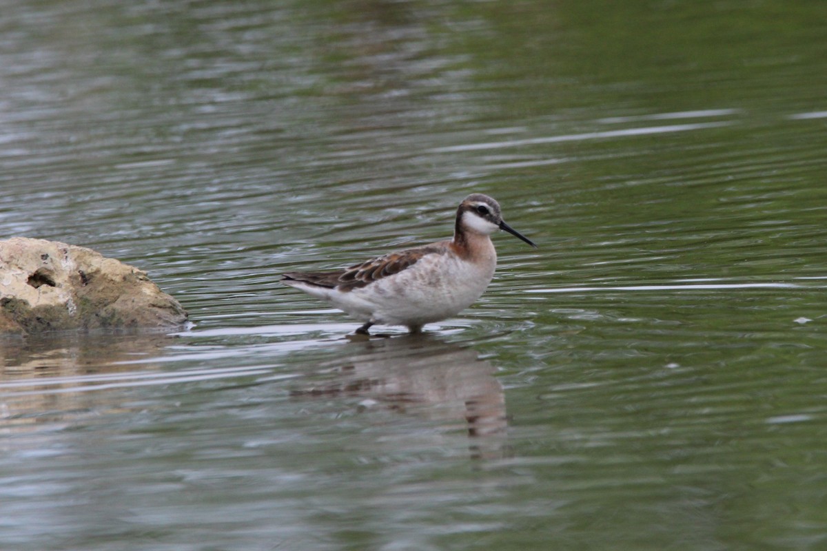 hvithalesvømmesnipe - ML618718889