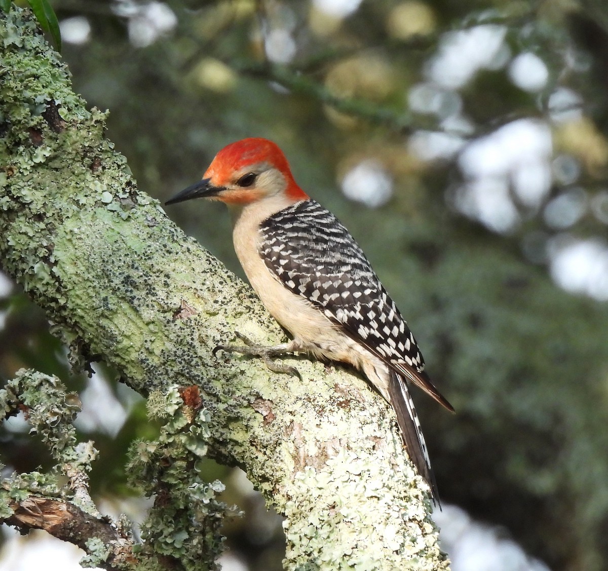 Red-bellied Woodpecker - Carol Porch