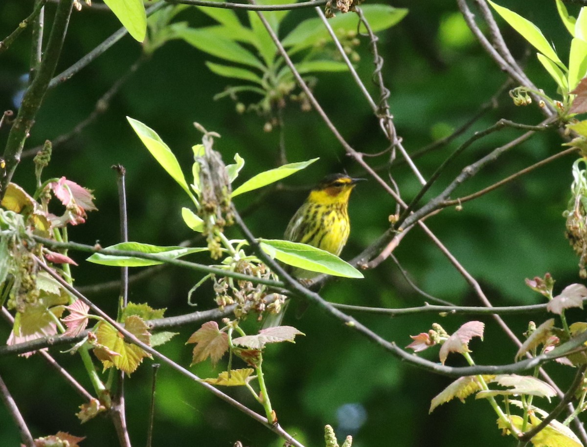 Cape May Warbler - ML618718918