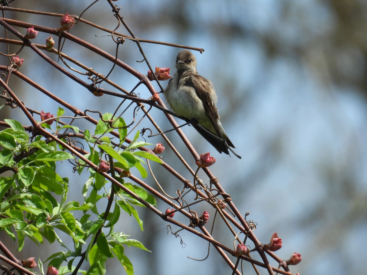 Northern Rough-winged Swallow - ML618718925