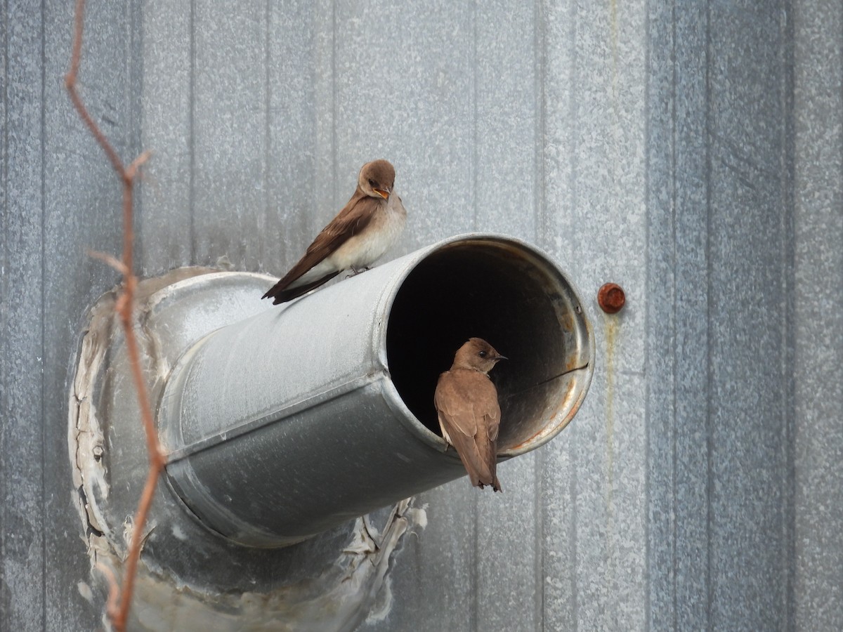 Northern Rough-winged Swallow - ML618718926