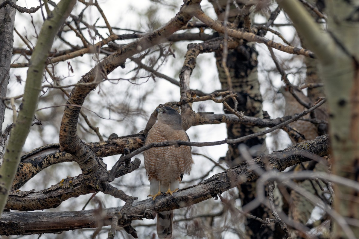 Cooper's Hawk - Ahmad Zaeem