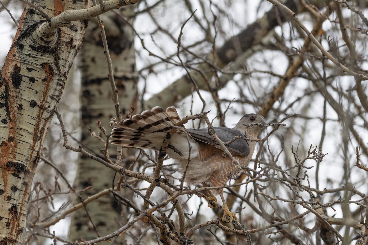 Cooper's Hawk - Ahmad Zaeem