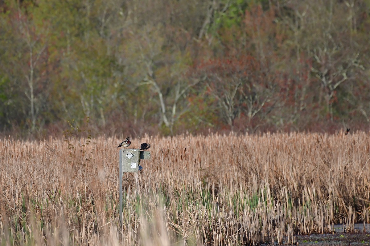 Wood Duck - Cristine Van Dyke