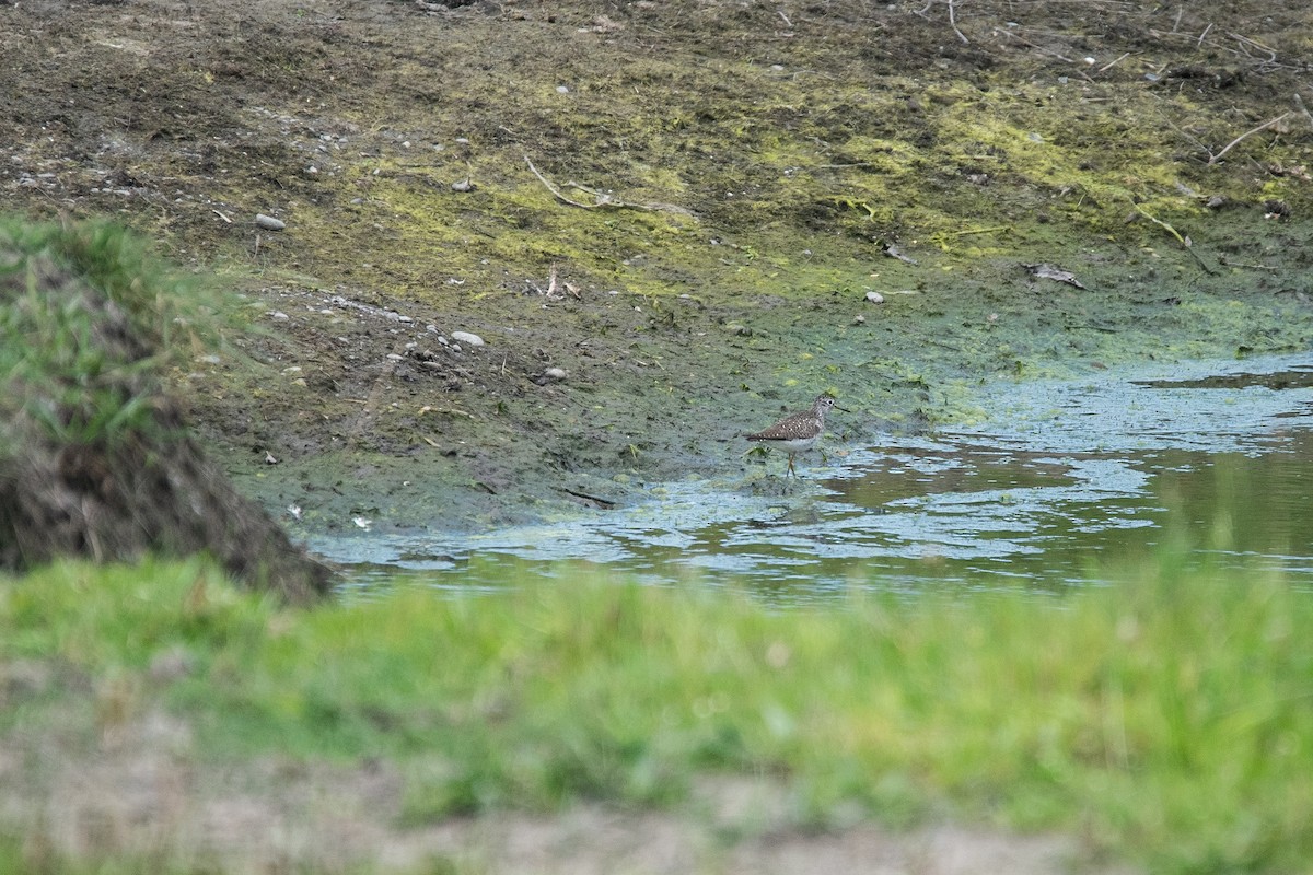 Solitary Sandpiper - ML618718937