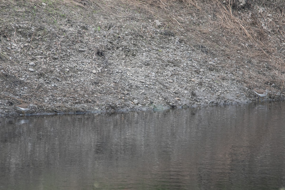 Solitary Sandpiper - ML618718938