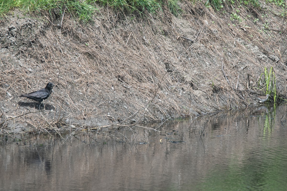 Solitary Sandpiper - Cedrik von Briel