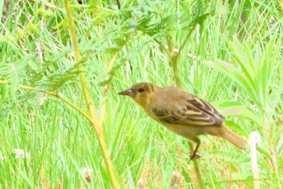 Cape Weaver - ML618718962