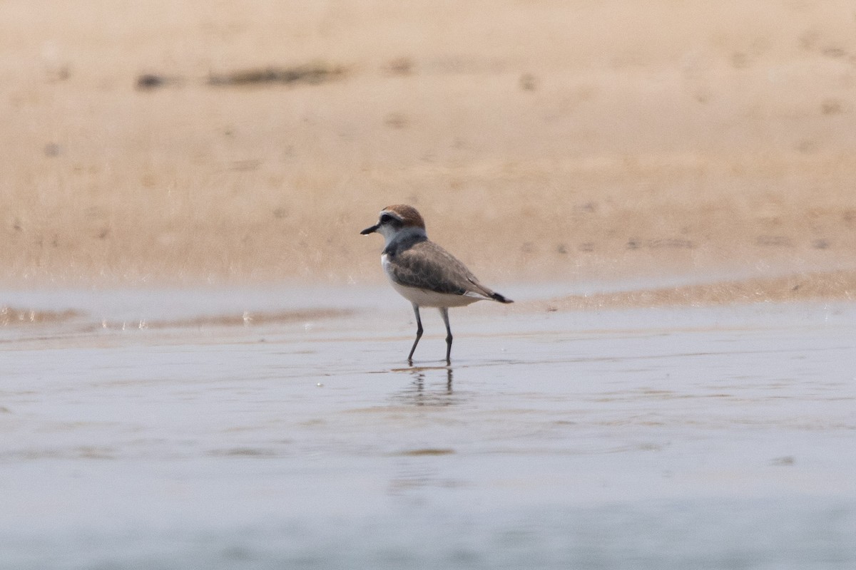 Kentish Plover - ML618718987