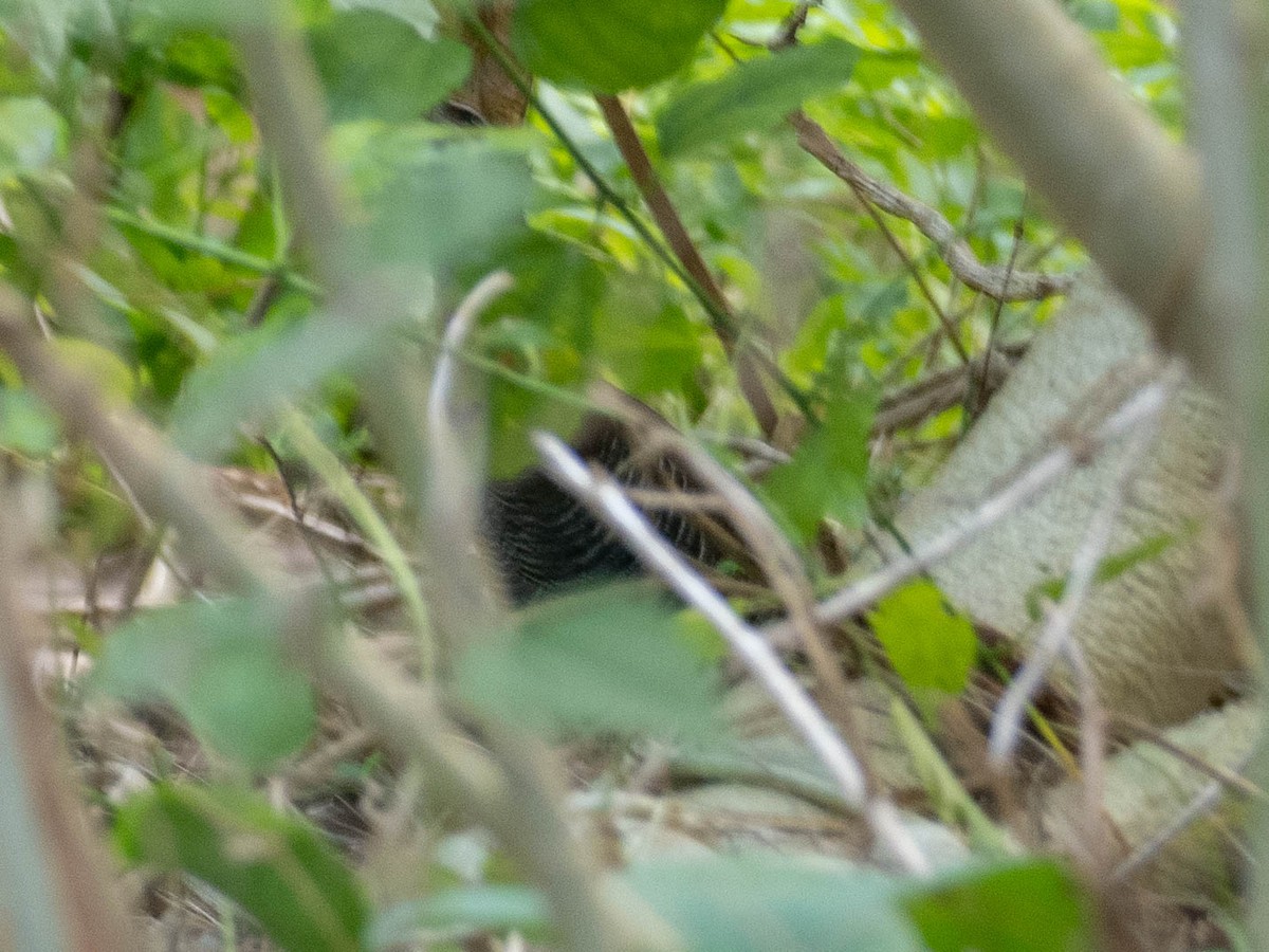Guam Rail - ML618719037
