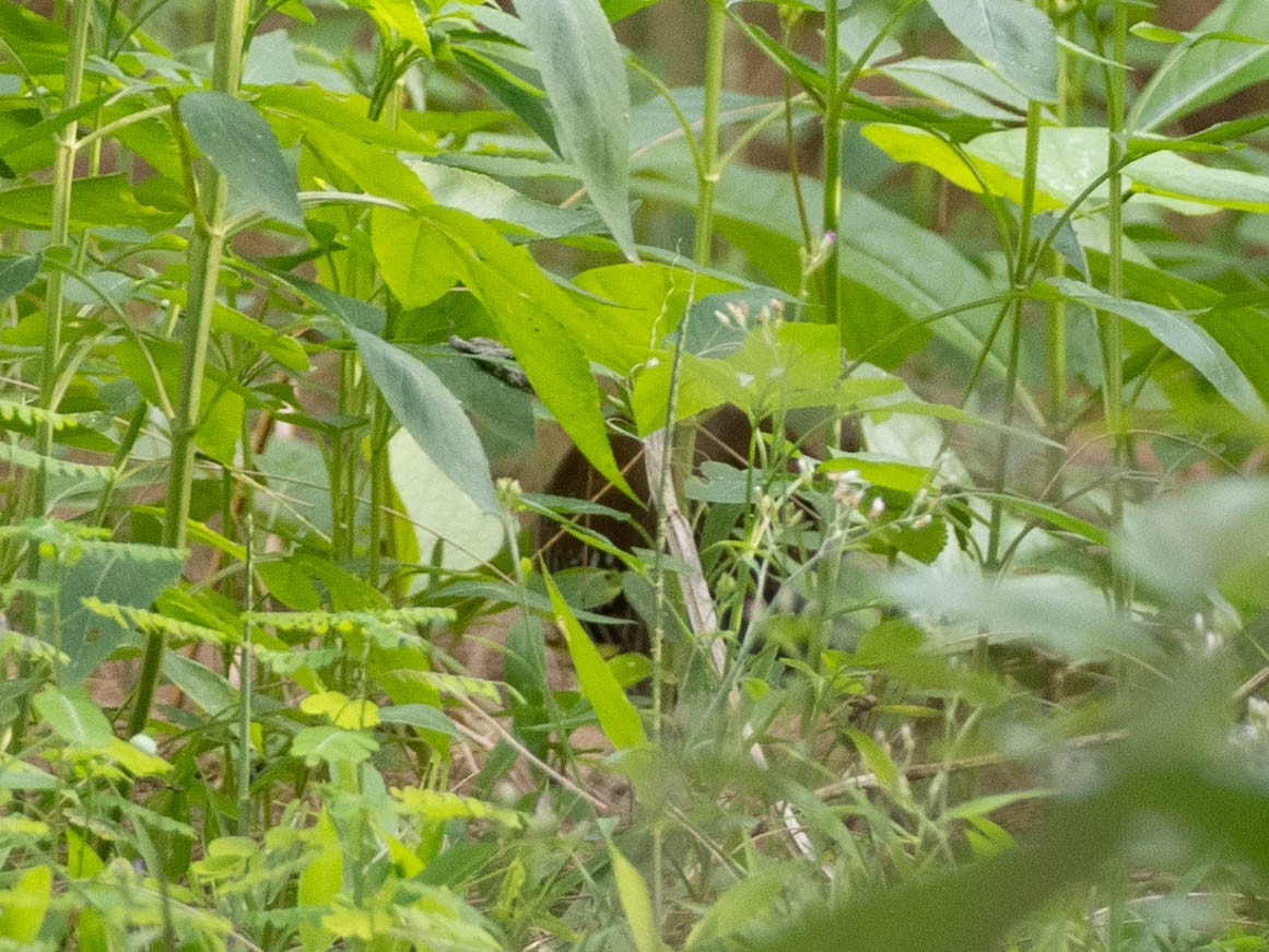 Guam Rail - ML618719039