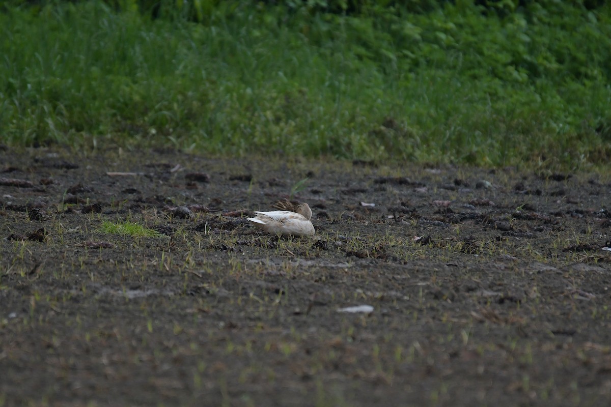 Mallard (Domestic type) - Roberto Lupi