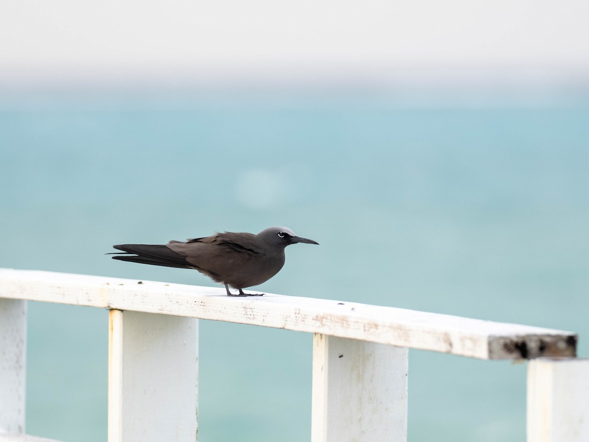 Brown Noddy - ML618719050