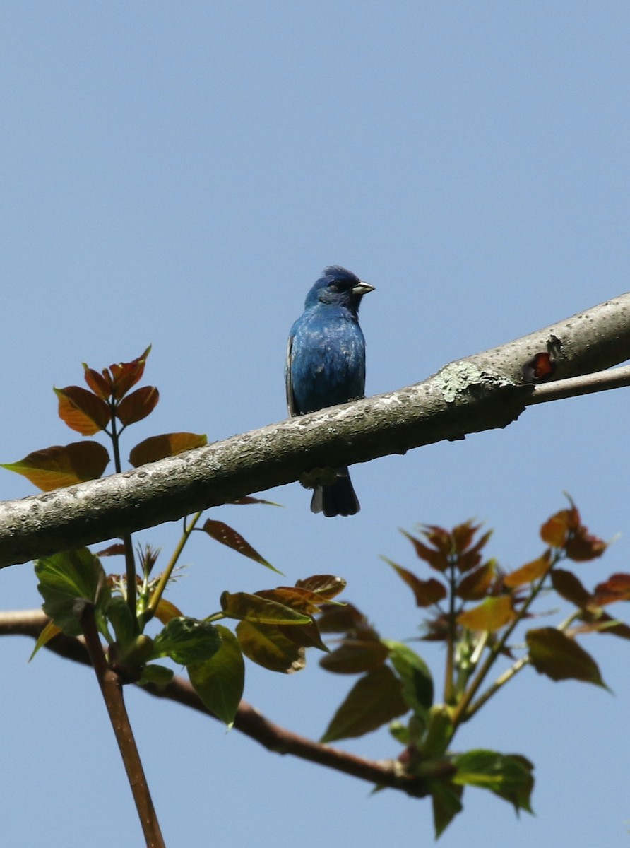 Indigo Bunting - ML618719067