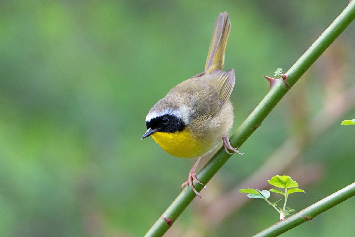 Common Yellowthroat - ML618719072