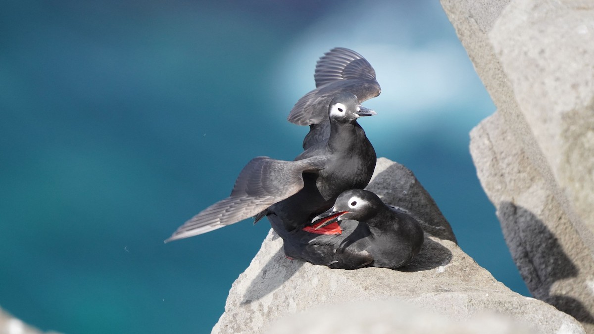 Spectacled Guillemot - ML618719075