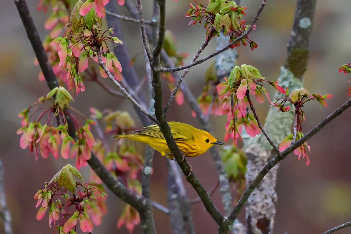 Yellow Warbler - Cristine Van Dyke